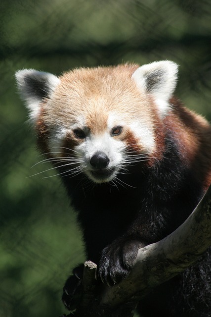 red-panda-Sikkim-1727934347.jpg