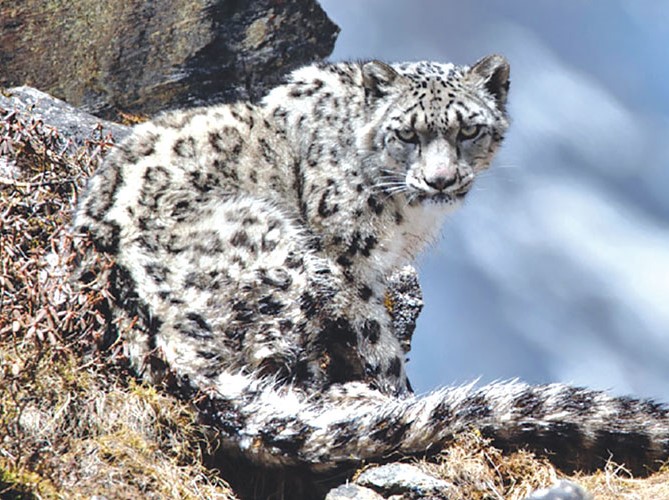 Snow Leopard