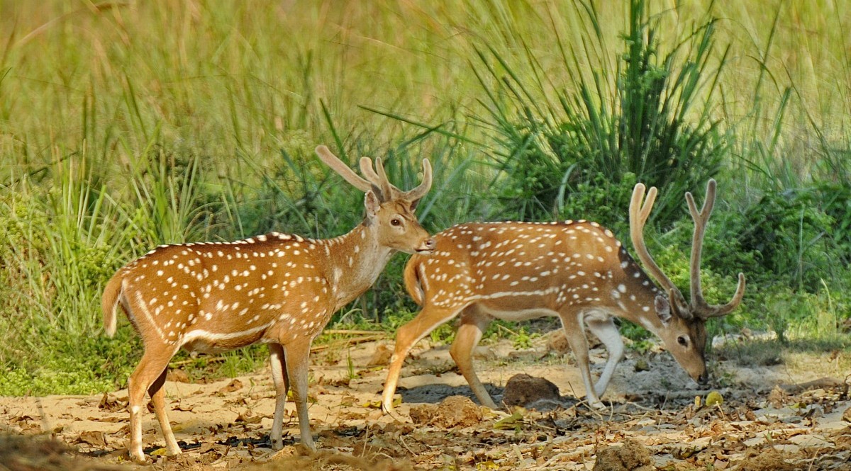 Dhorpatan Hunting Reserve