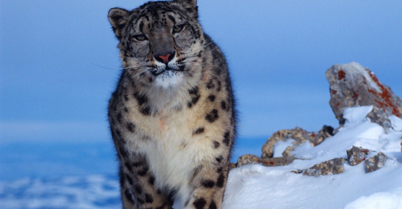La caminata del leopardo de nieve