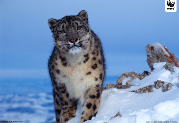 La caminata del leopardo de nieve