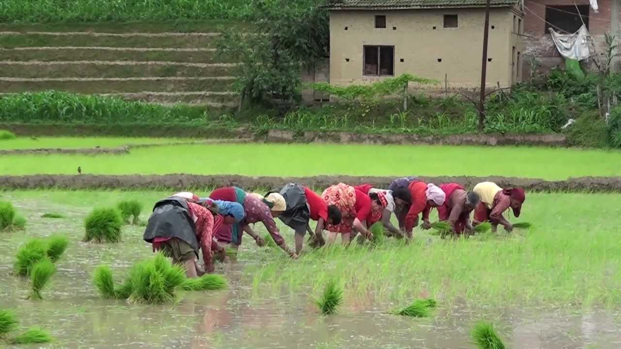 Rice Plantation festival in Nepal - Snow Leopard Trek